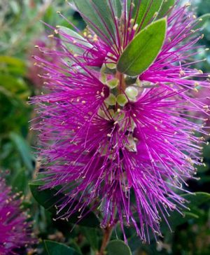 Callistemon viminalis Hot Pink