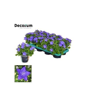 Garden Campanula - Purple Flowers & Plants Co.