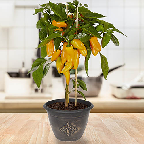 Capsicum Snack Yellow