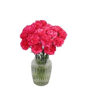 Garden Carnival Carnations Flowers & Plants Co.