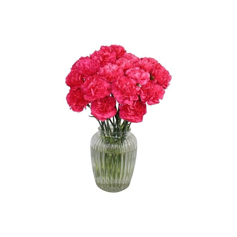 Garden Carnival Carnations Flowers & Plants Co.