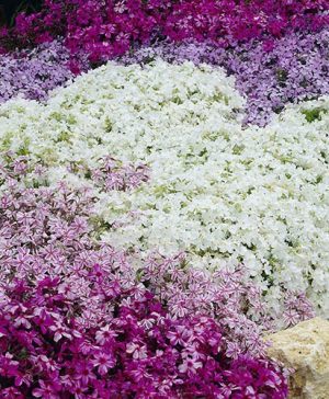 Carpet Phlox collection