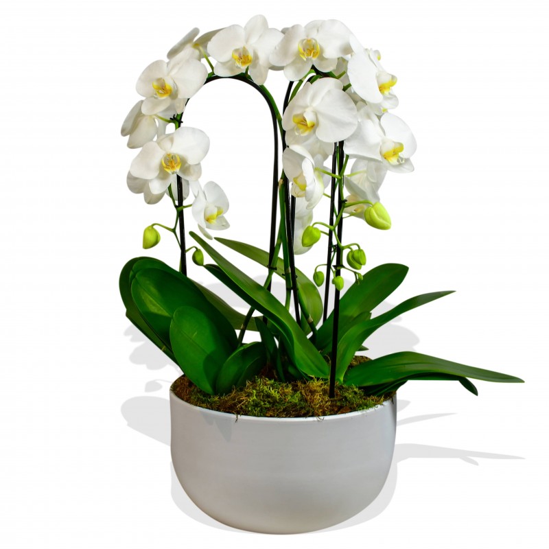 Garden Cascading Orchids Flowers & Plants Co.