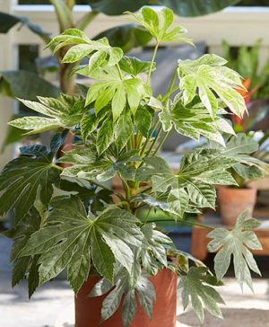 Caster Oil Plant Fatsia japonica Spiders Web