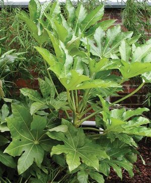 Castor Oil Plant Fatsia japonica
