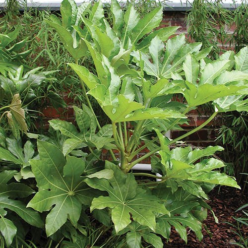 Castor Oil Plant Fatsia japonica