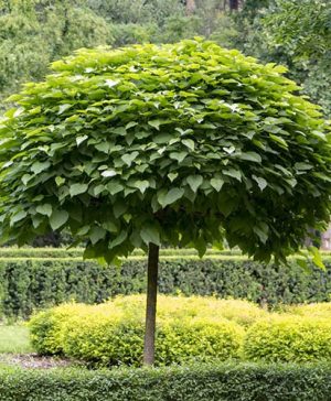 Catalpa bignonioides