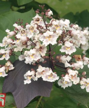 Garden Catalpa bignonioides 'Indian Bean Tree' Thompson & Morgan