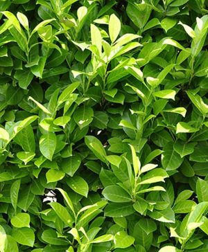 Cherry Laurel
