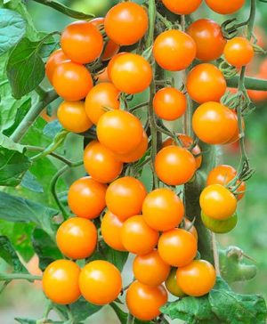 Cherry Tomato Sungold SuperSweet