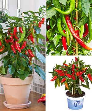 Chilli Collection