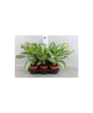 Garden Chinese Evergreen Flowers & Plants Co.