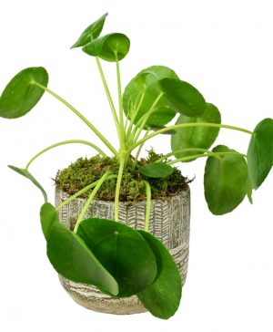 Chinese Money Plant
