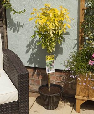 Choisya Sundance standard