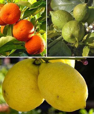 Citrus Grove Collection
