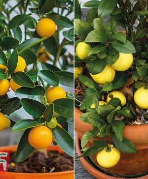 Garden Citrus Tree Collection Thompson & Morgan