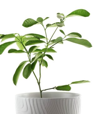 Citrus auranifolia - Mexican Lime 9cm