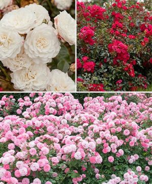 Classic Groundcover Rose Collection