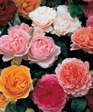 Classic 'Old English' Shrub Rose Collection