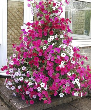 Climbing Groundcover Petunia Tidal Wave