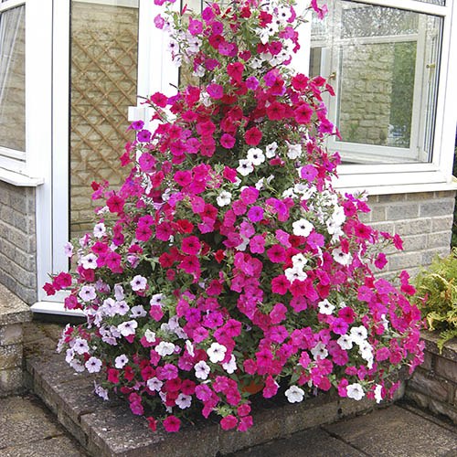Climbing Groundcover Petunia Tidal Wave