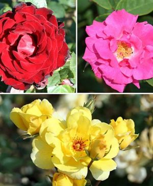 Climbing Rose Collection