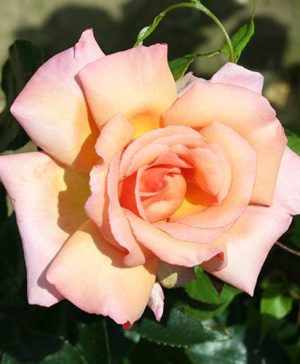 Climbing Rose Compassion