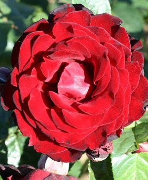 Climbing Rose Dublin Bay