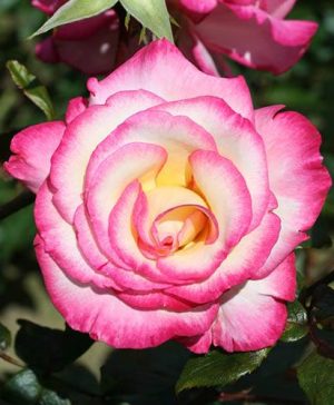 Climbing Rose Handel