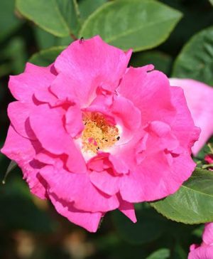 Climbing Rose Zephirine Drouhin