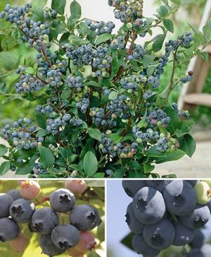 Complete Blueberry vaccinium Kit
