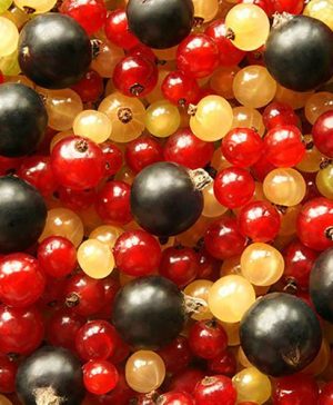 Complete Currant Bush Collection - 3 bushes