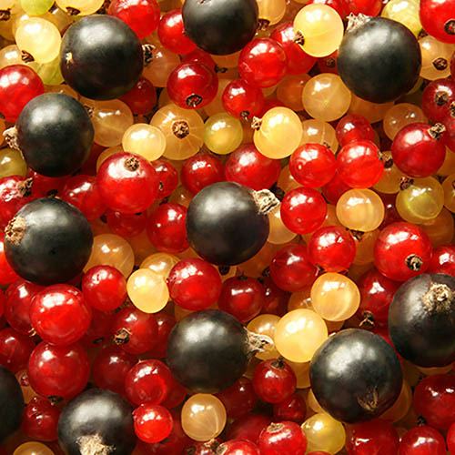 Complete Currant Bush Collection - 3 bushes