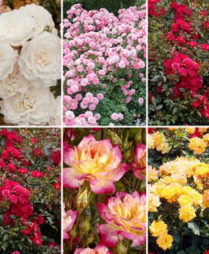 Complete Groundcover Roses Collection