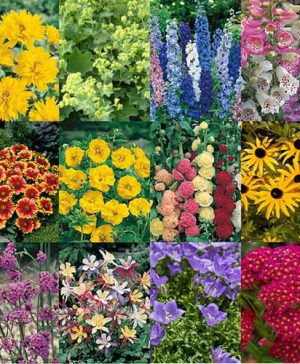 Complete Hardy Garden Perennial Collection
