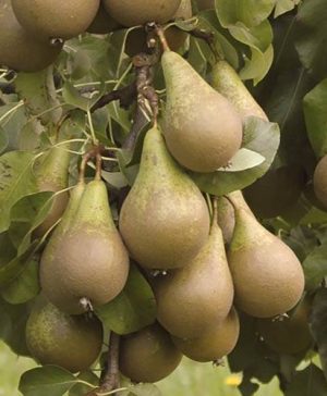 Conference Pear Tree