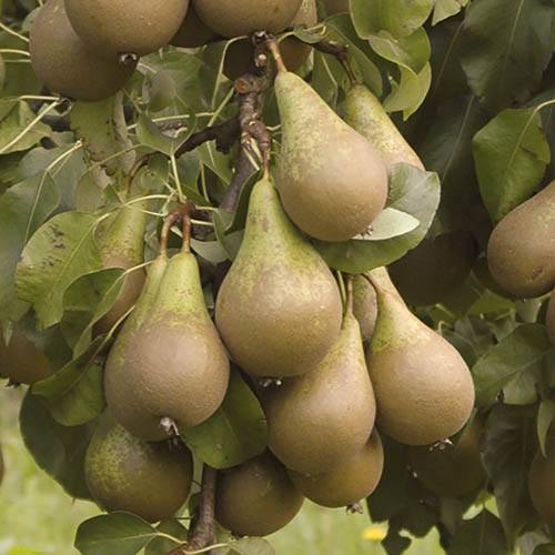 Conference Pear Tree