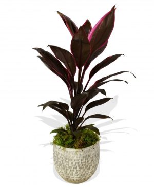 Garden Cordyline Fruti Mambo Flowers & Plants Co.