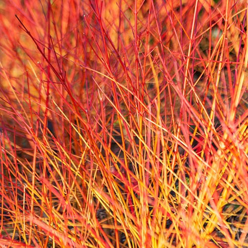 Cornus sanguinea Anny Winter Orange