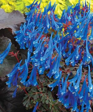 Corydalis Blue Heron