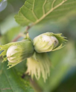 Corylus avellana Webbs Cobnut 60/100 3L