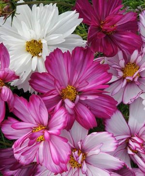 Cosmos Razzmatazz Mix