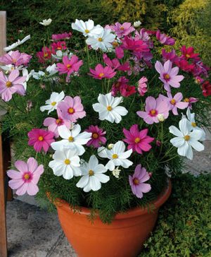 Cosmos Sonata Collection