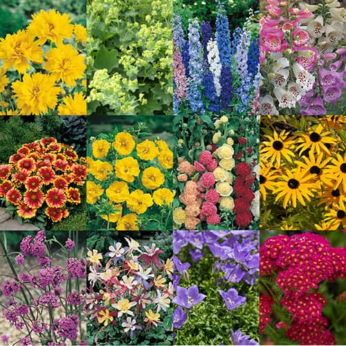Cottage Garden perennials x 12 plugs