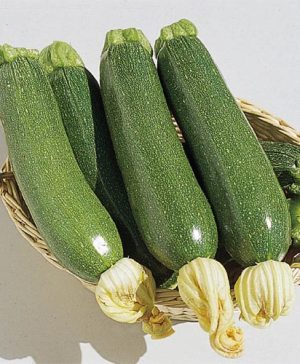 Courgette Defender F1