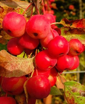 Crab Apple Red Sentinel Standard