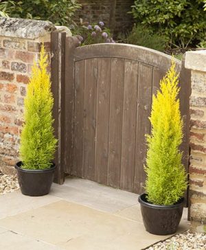 Cupressus macrocarpa Goldcrest Golden Cypress