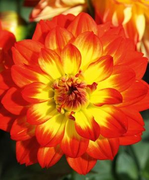 Dahlia Lubega Power Flame