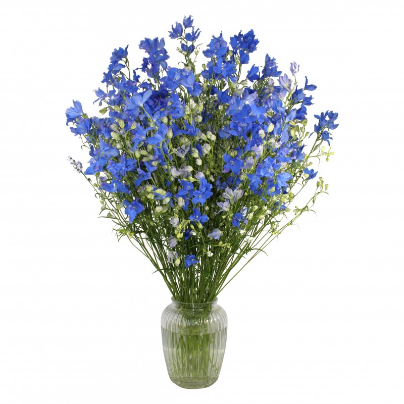 Garden Delphinium Delight Flowers & Plants Co.