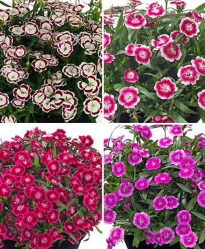 Dianthus Pinks Olivia Collection